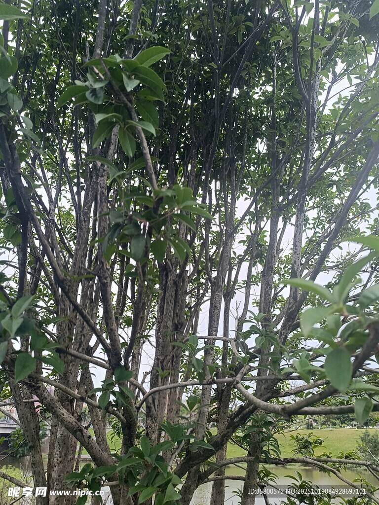 繁茂树木景观