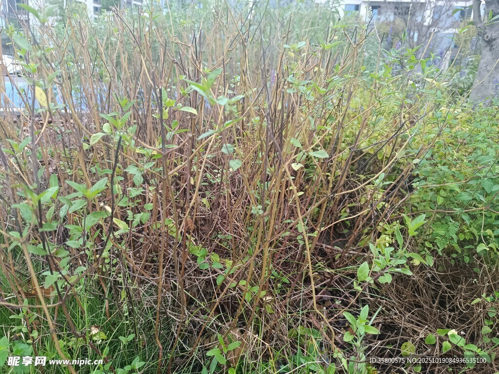 野外繁茂的杂草植被