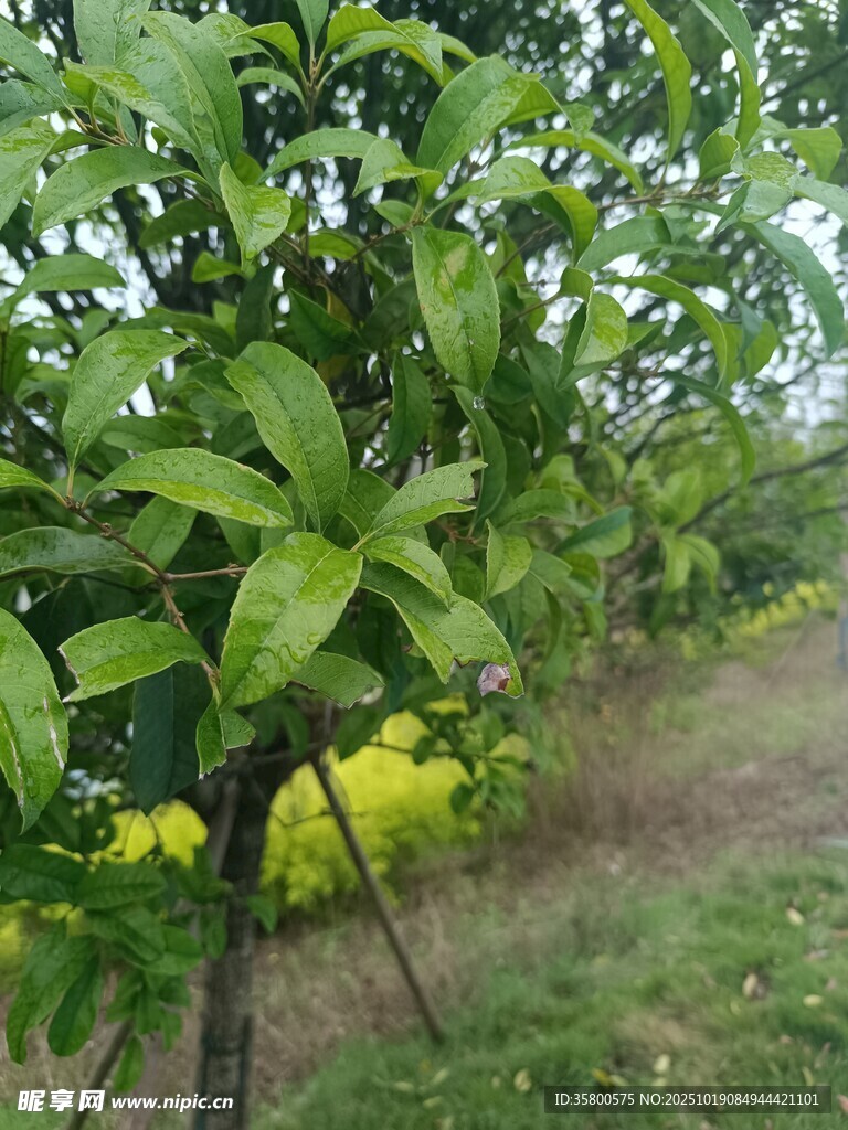 芒果树挂果景象