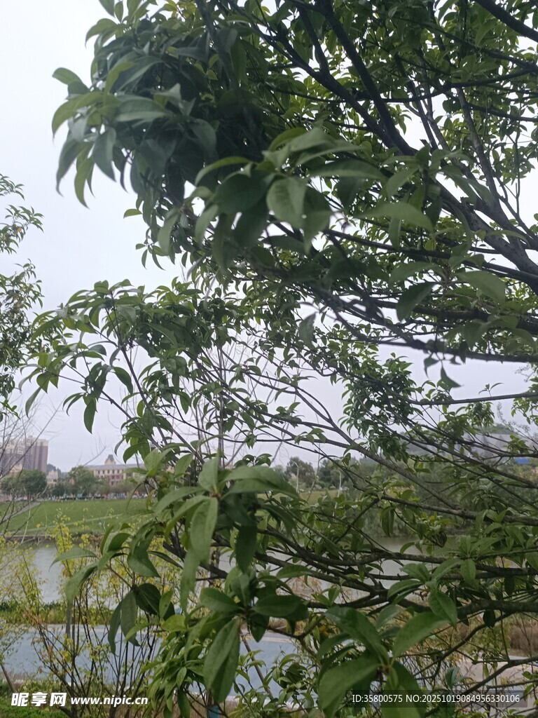 透过枝叶望远处水景
