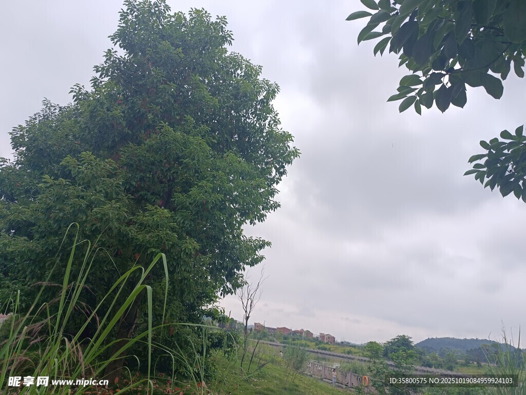 乡村绿树风景