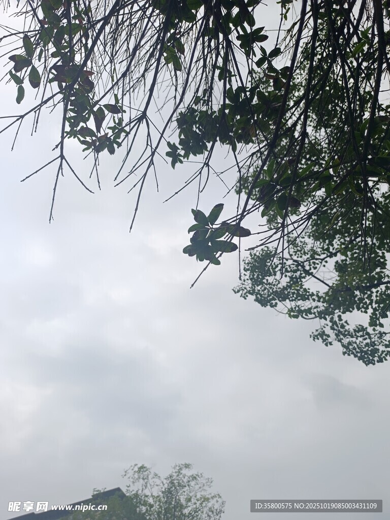 雨中枝叶 