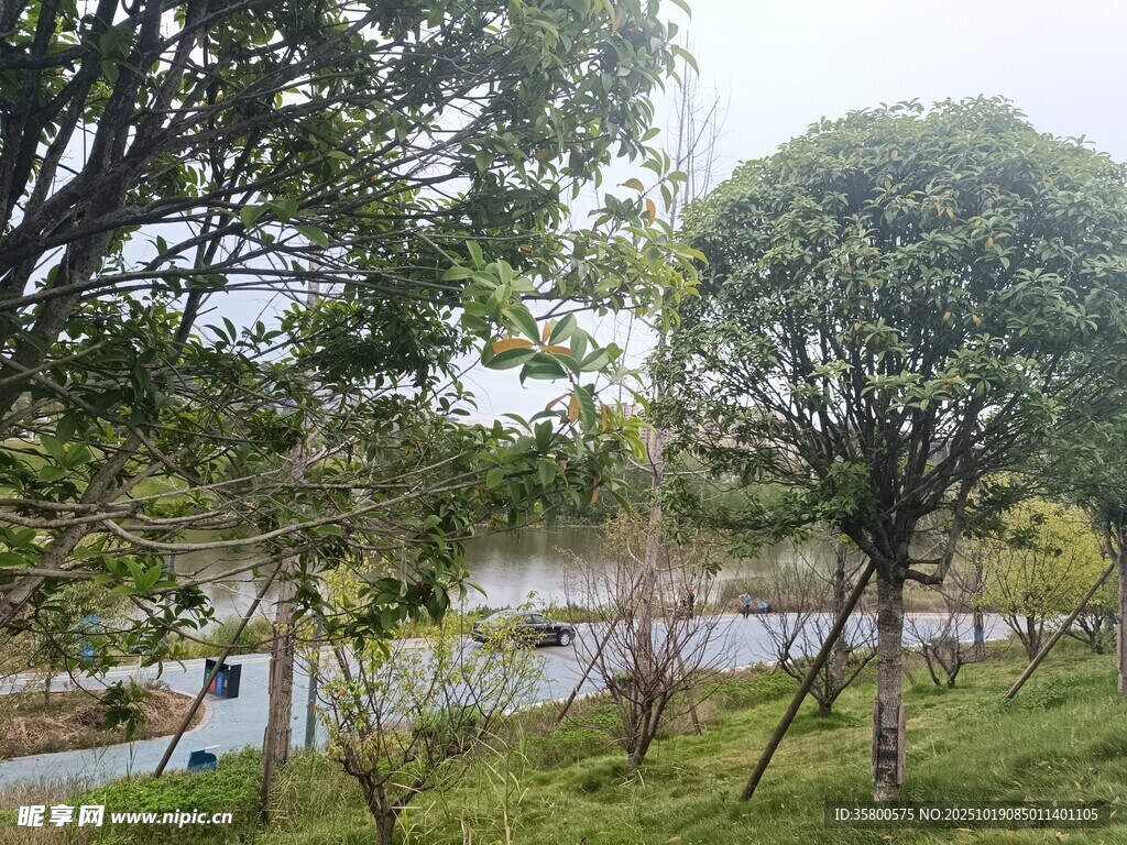 公园湖畔绿树成荫美景