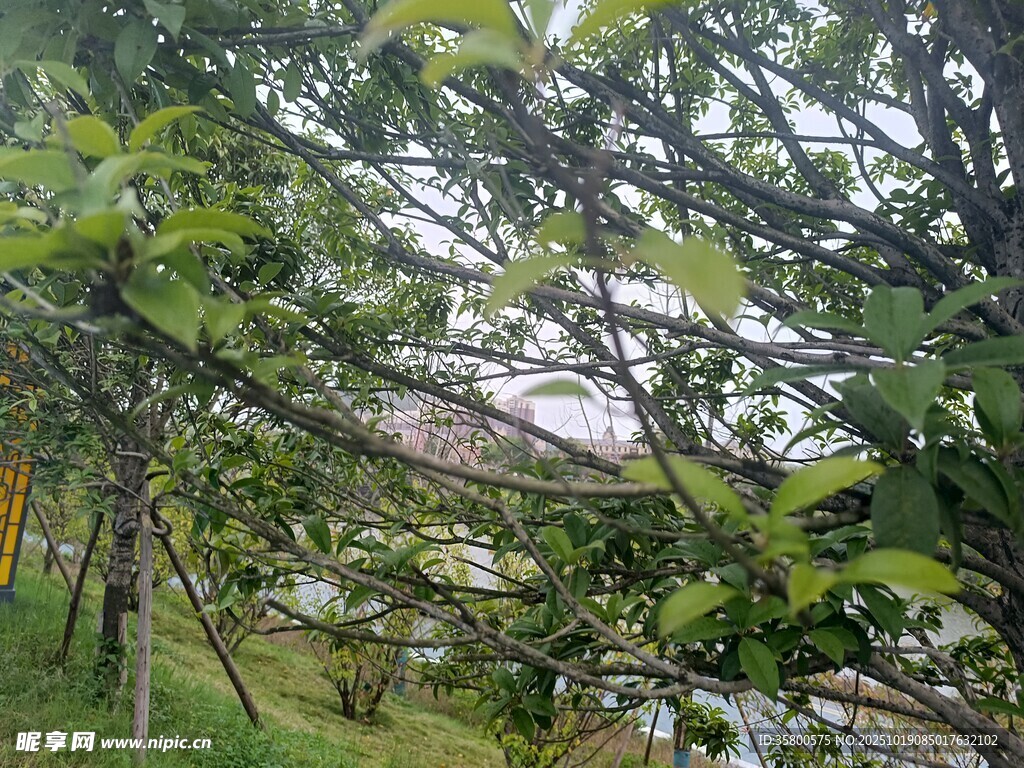 繁茂绿树间的自然景致