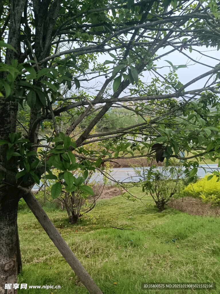 户外绿意盎然的自然景致