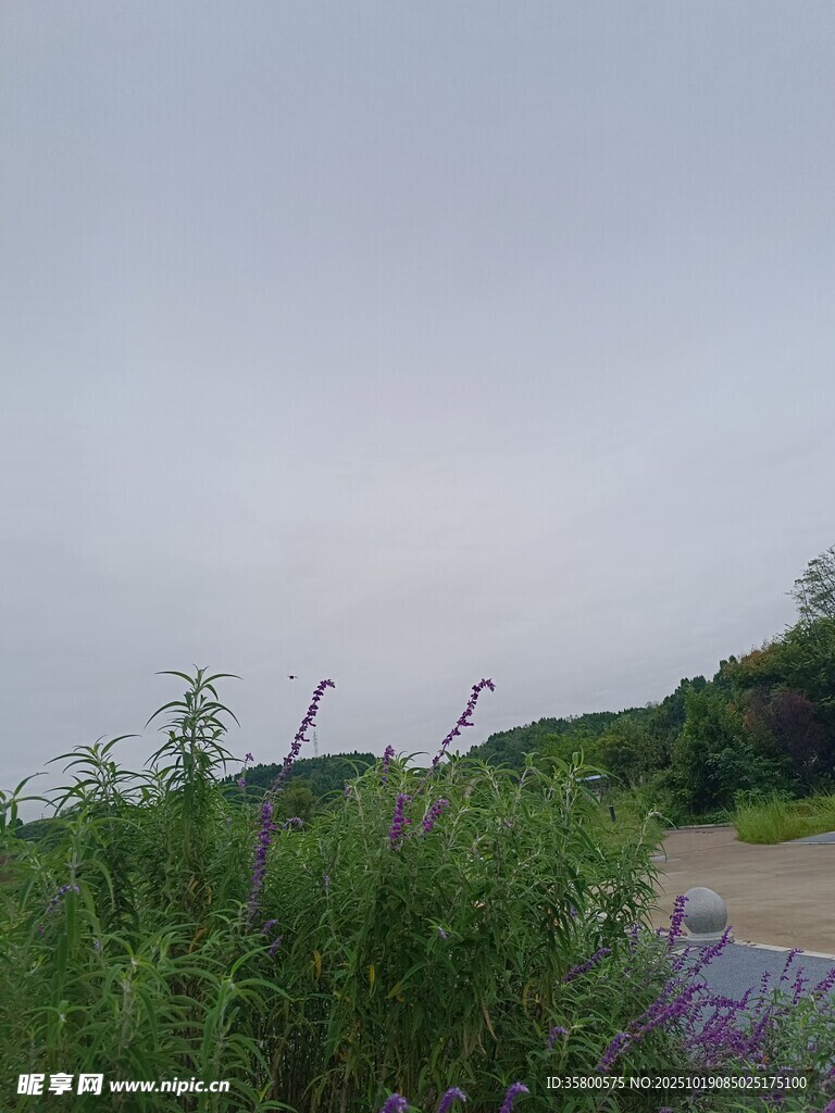 野外花草与朦胧天空景色