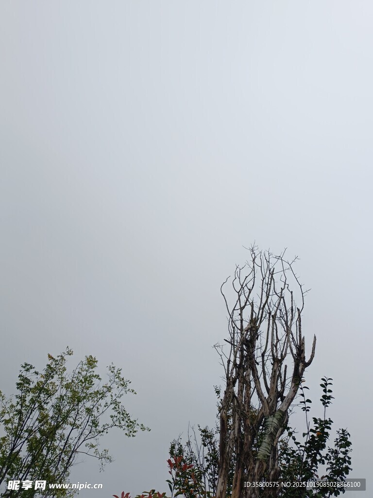 雾中树木景象