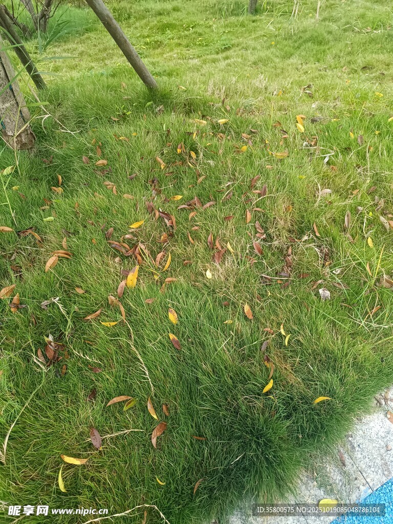 草地落叶景象