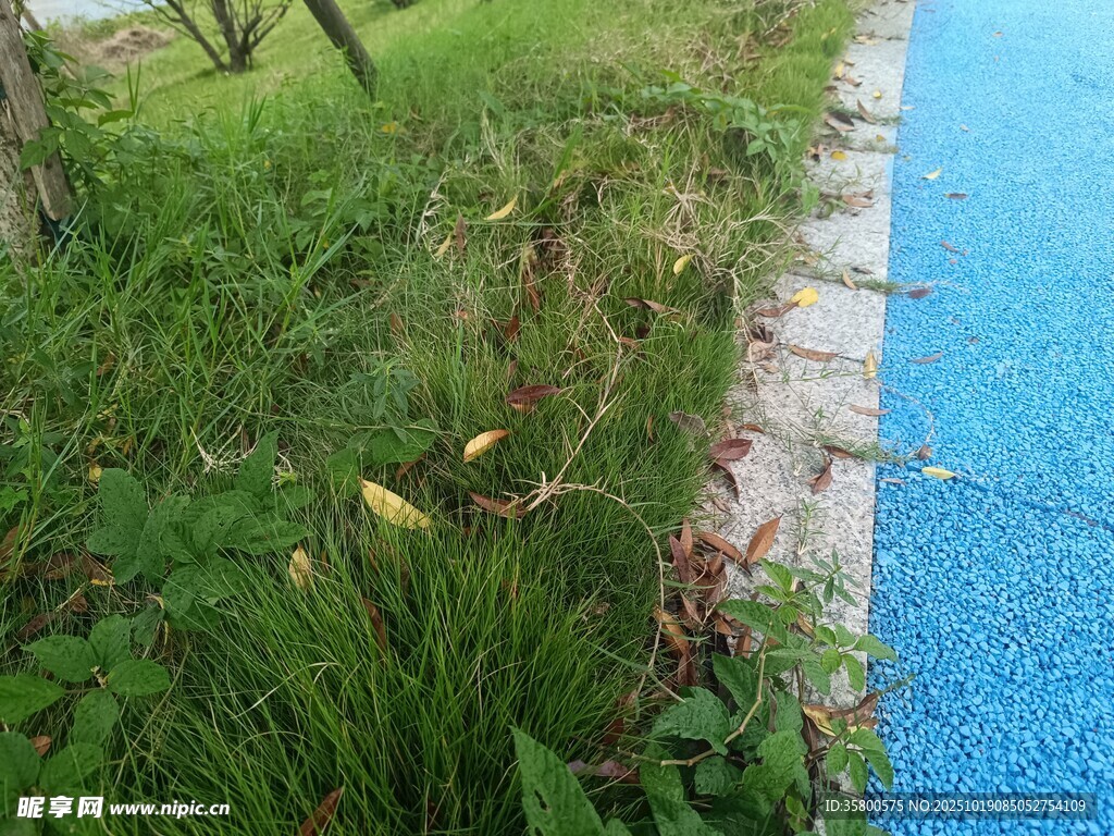 路边绿植与蓝色步道景观