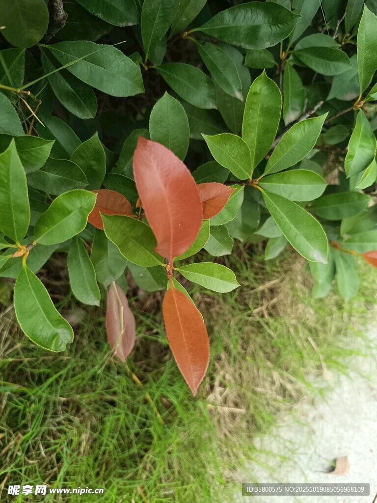 绿叶丛中的红色新叶