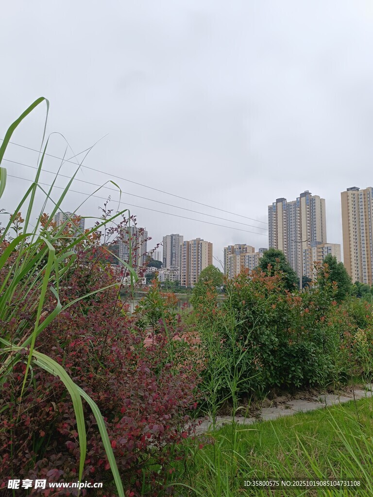 城市边的绿植与高楼景观