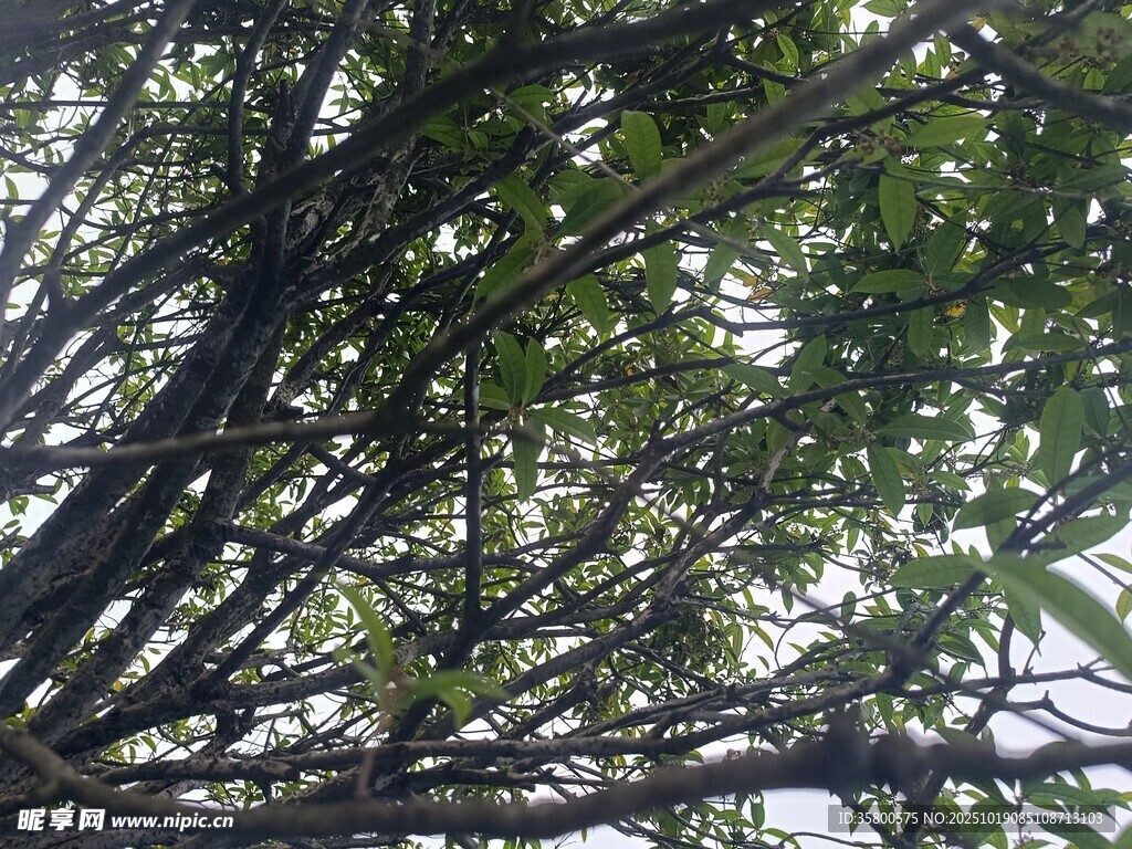 仰视繁茂树枝与绿叶