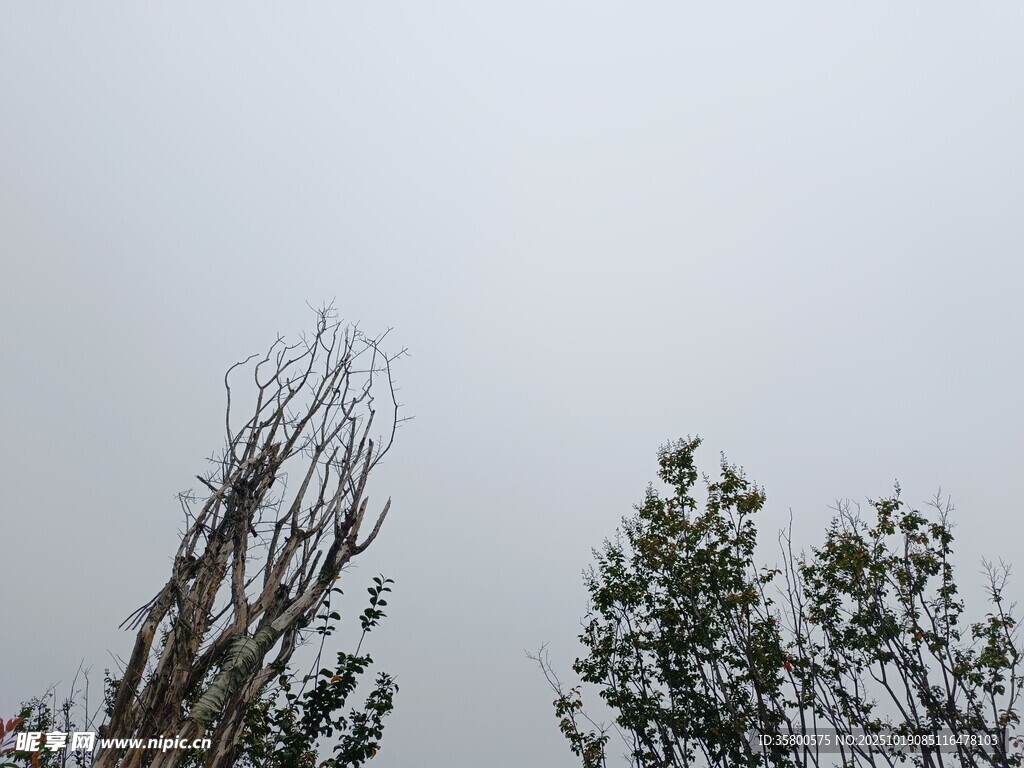 树梢之上的灰白天空