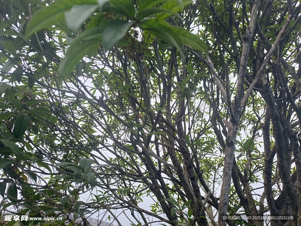 繁茂树枝与绿叶景象