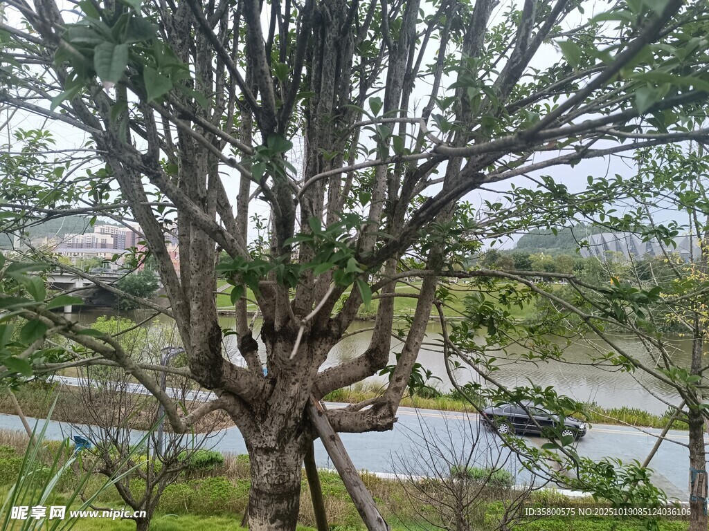河边虬枝盘曲的独特树木