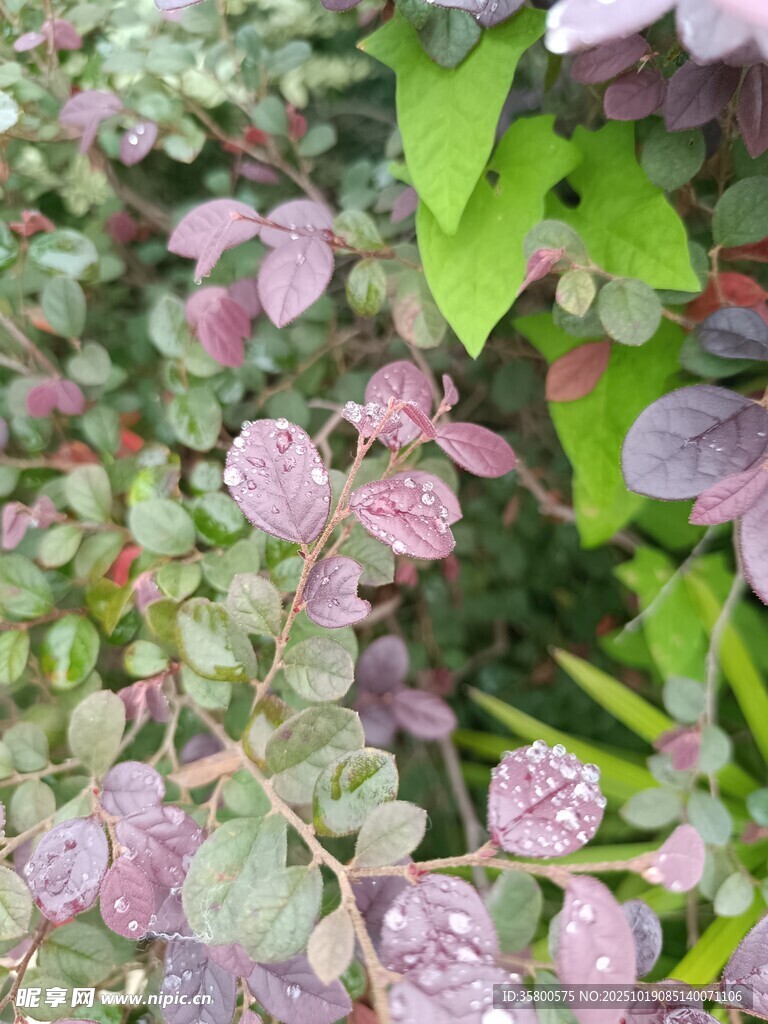 紫叶植物特写