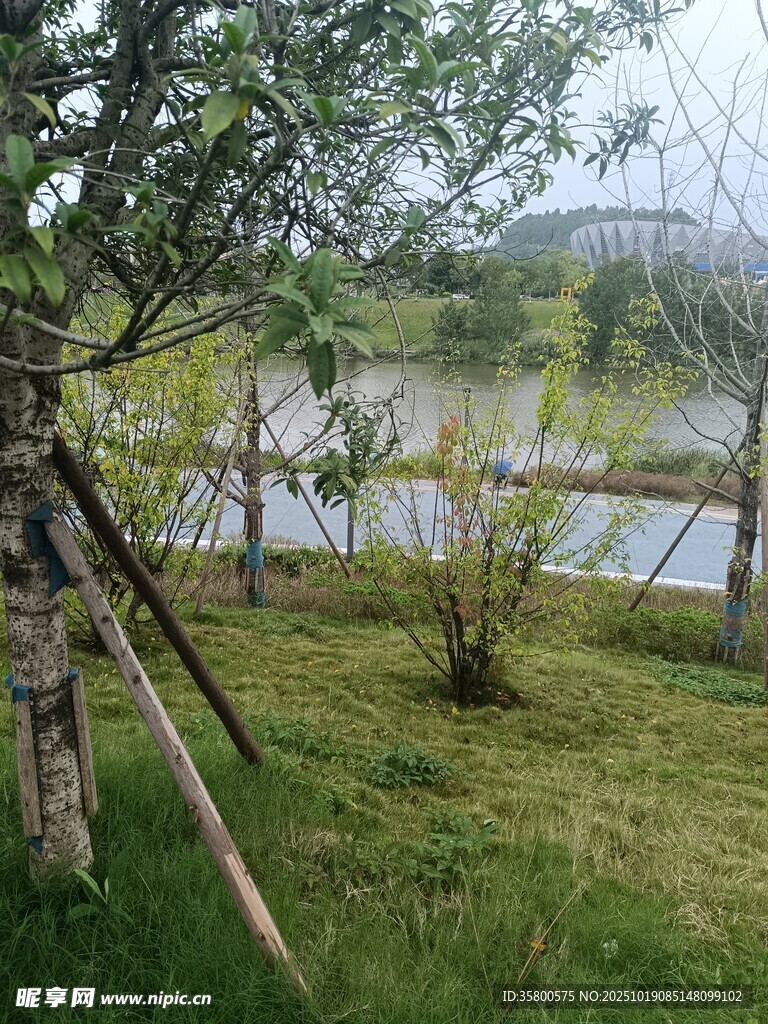 湖畔绿野中的自然景致