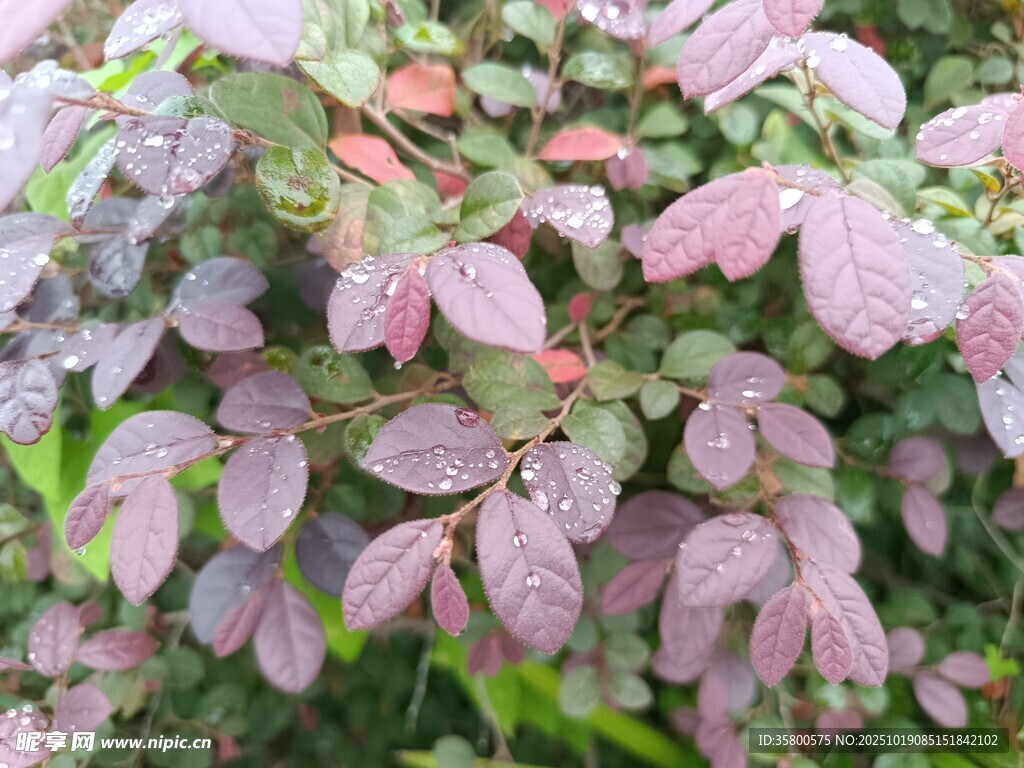 粉紫色叶片植物特写