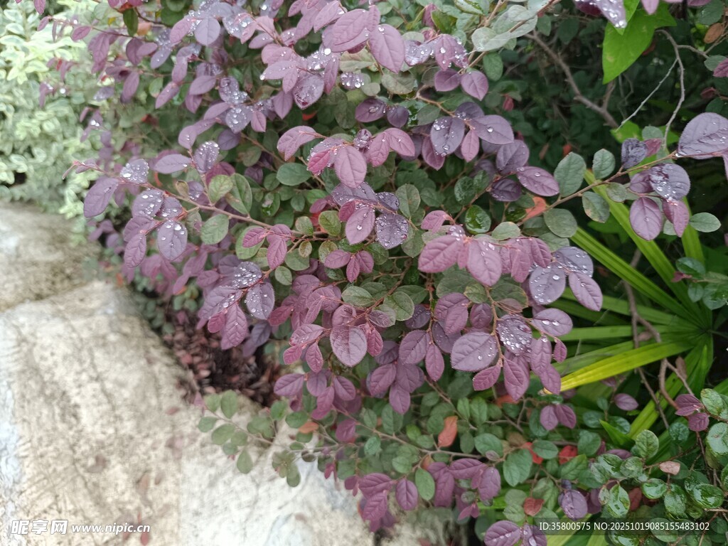紫色叶片植物近景特写