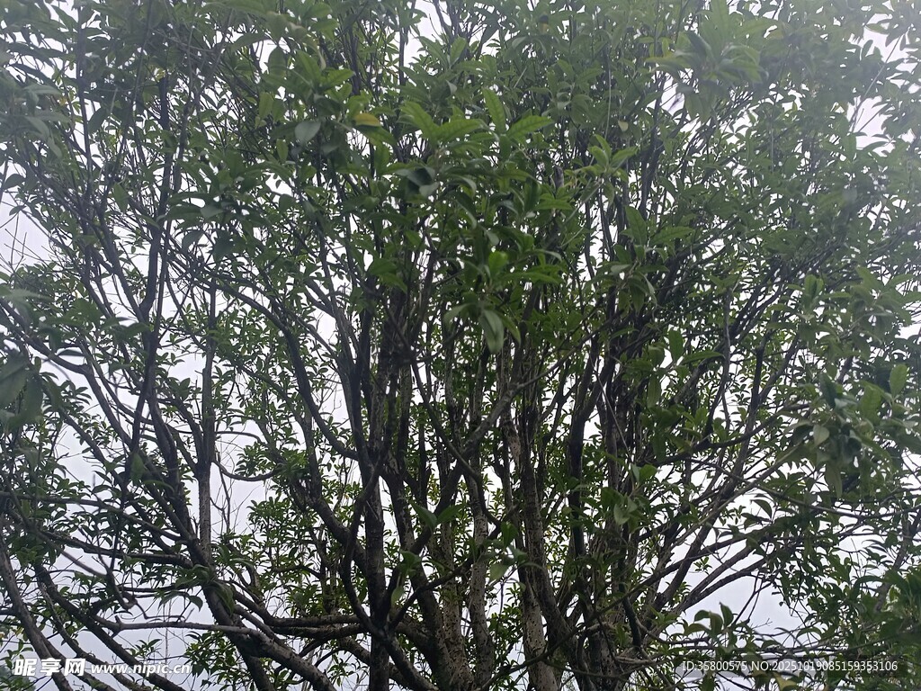 枝叶繁茂的高大树木