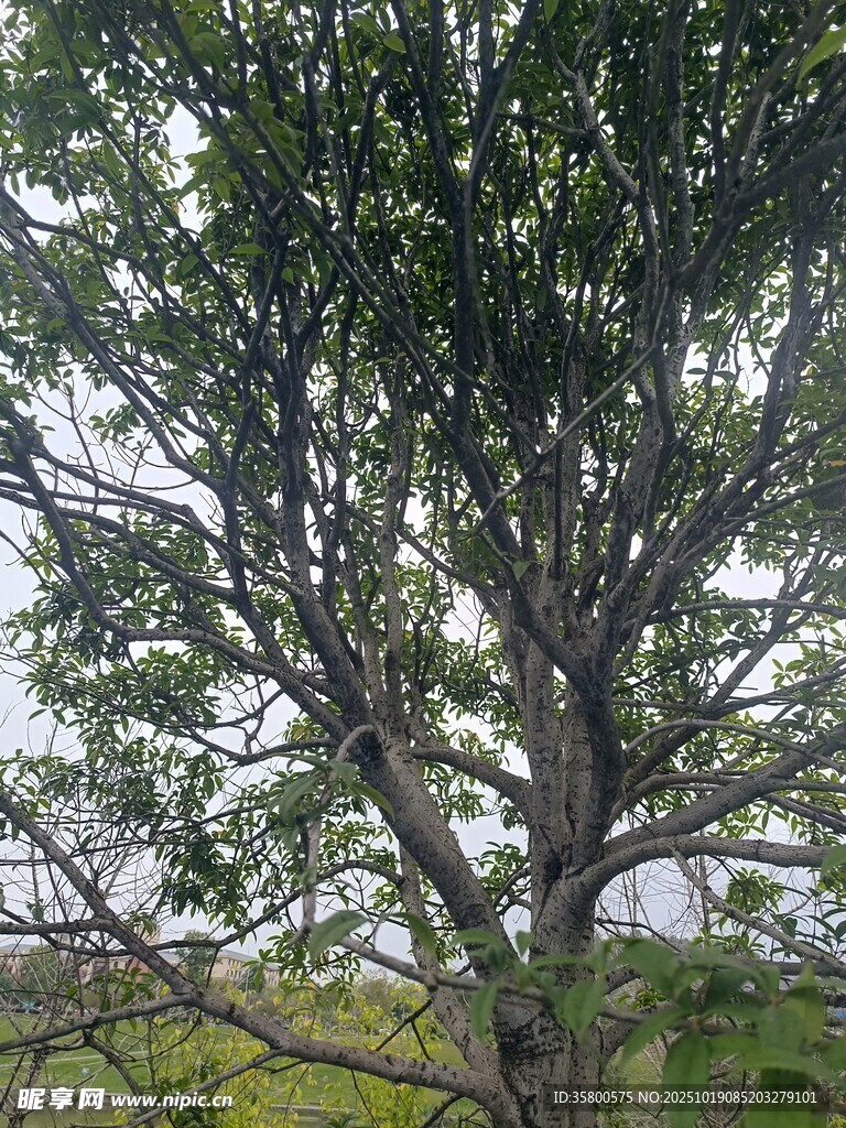 高大繁茂的树木
