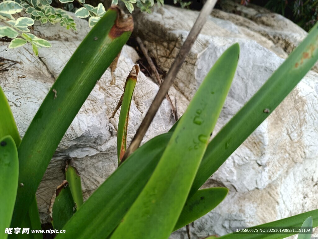 草丛中的小鸟