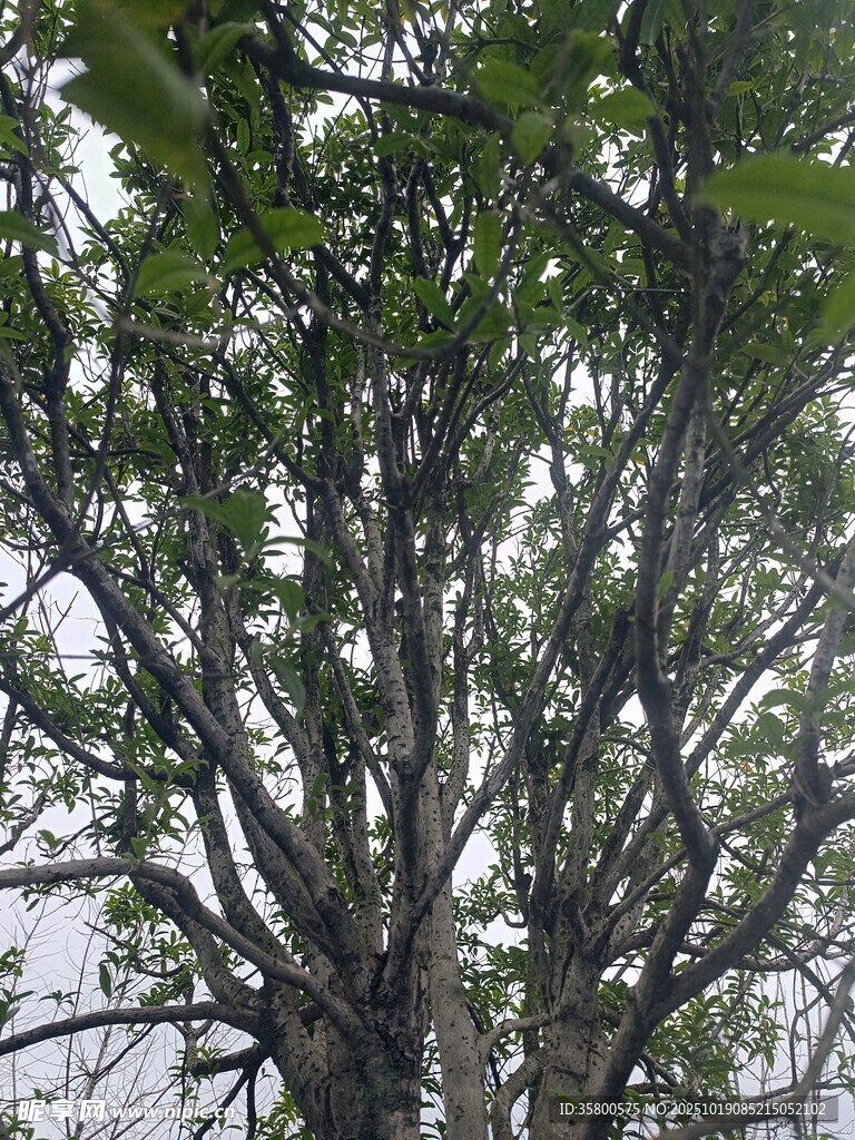 雨中繁茂的树木
