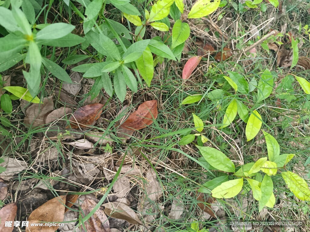 林间嫩绿植物与枯叶相伴