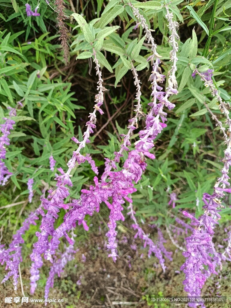 紫色穗状花植物特写