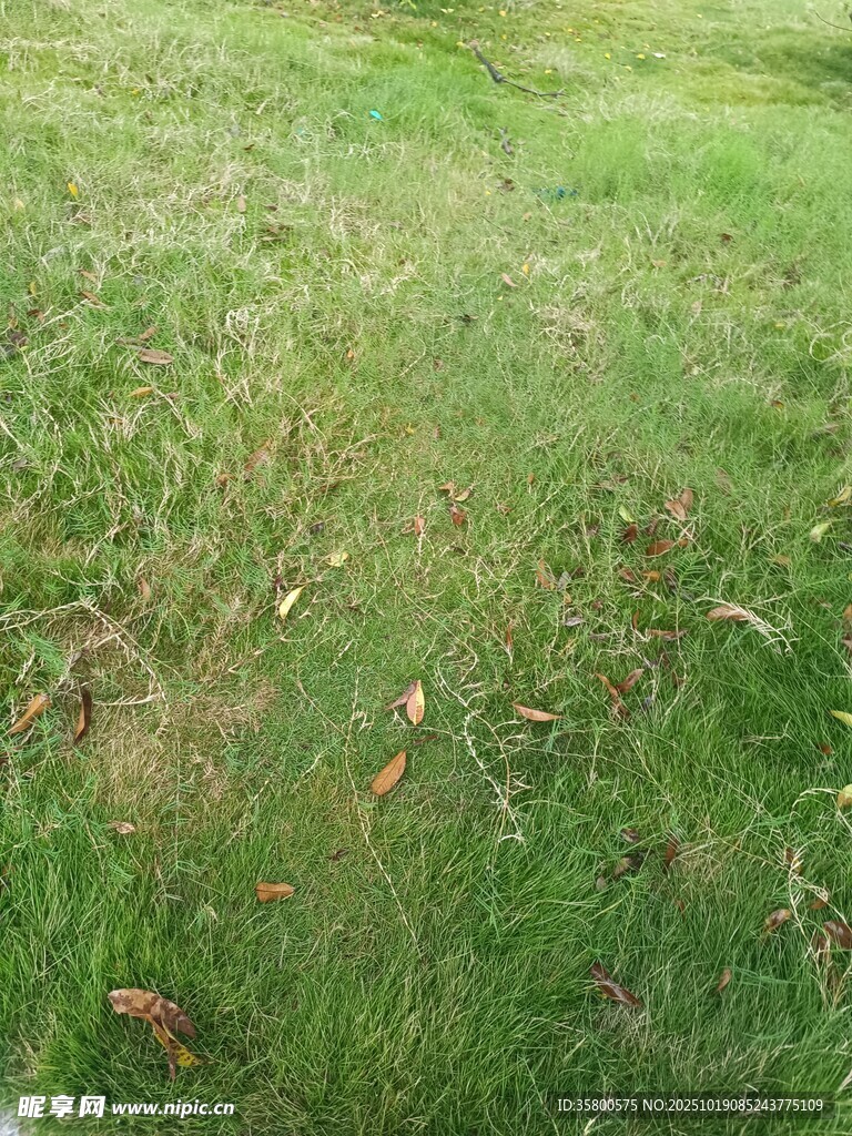 翠绿草地
