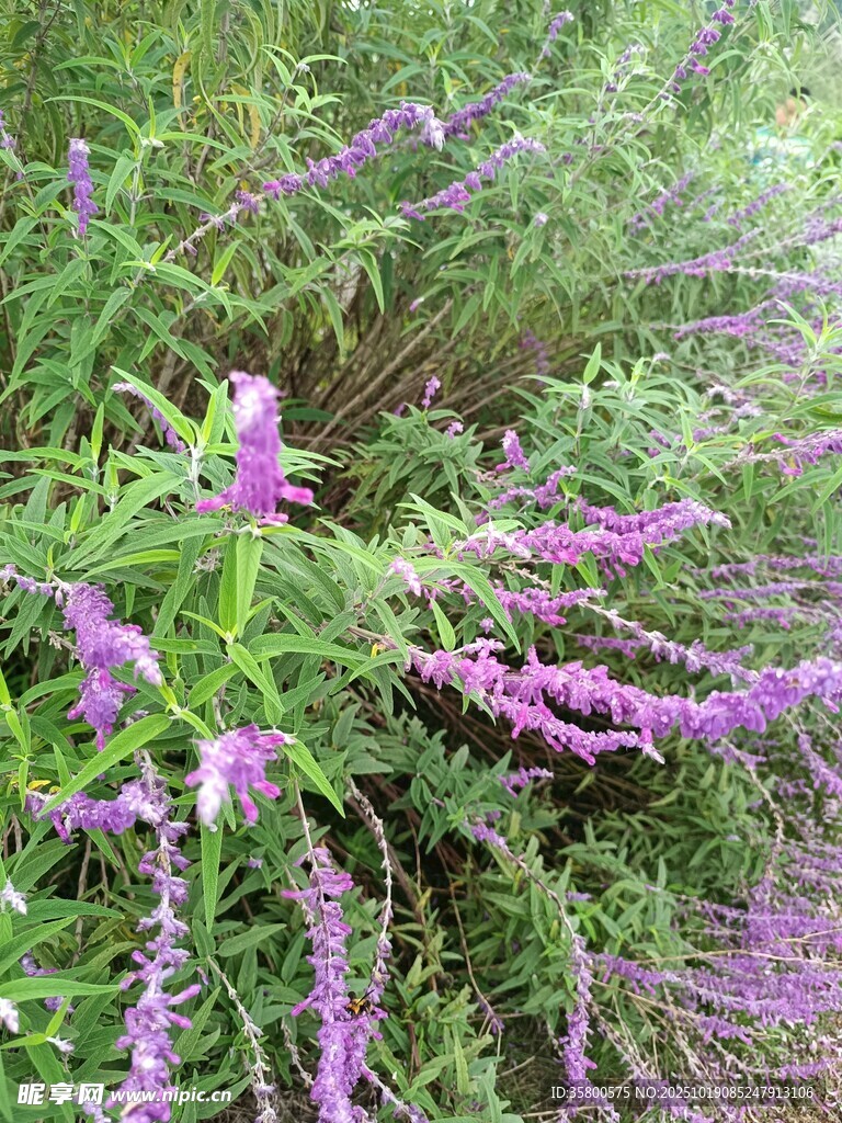 紫色穗状花卉植物特写