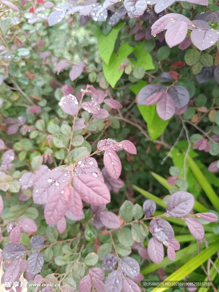 紫叶植物特写