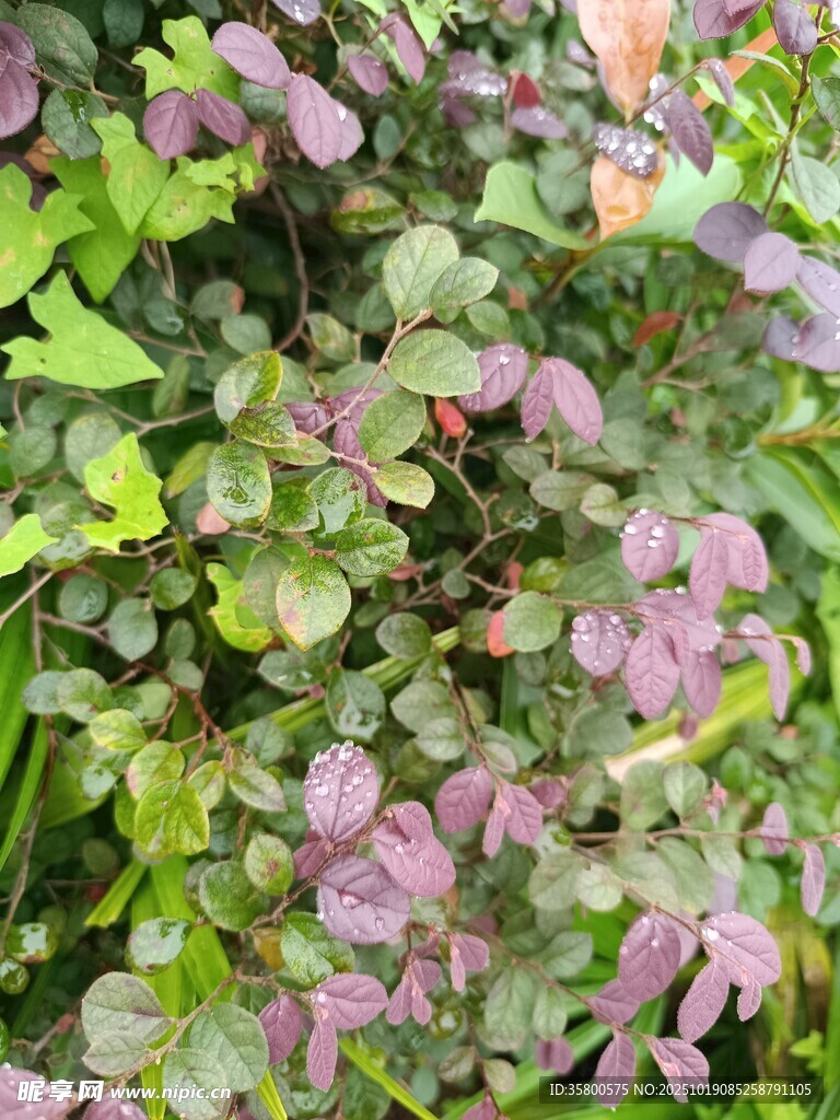 紫绿相间的繁茂植物