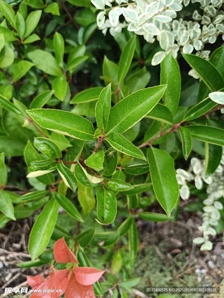 绿叶红花植物景观