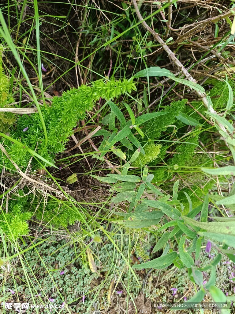 草丛中的嫩绿蕨类植物