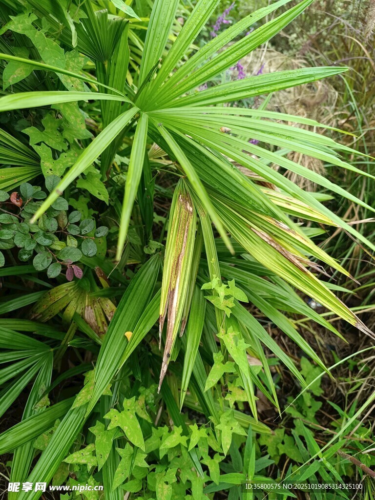 翠绿扇形叶片的植物