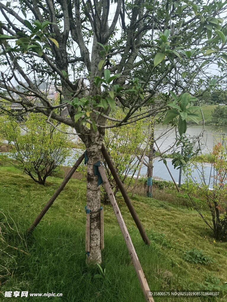 湖畔三角架支撑的树木
