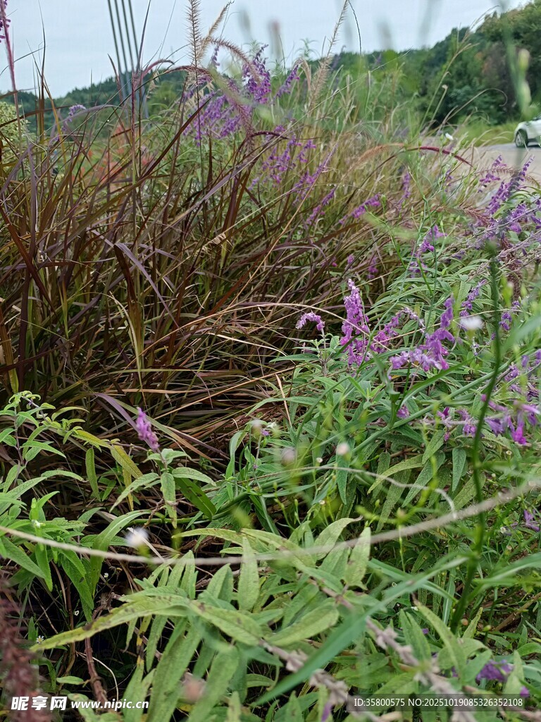 野外多彩植物景观