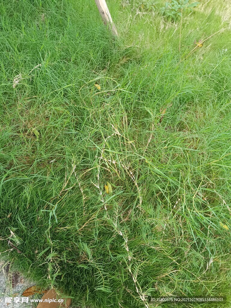 嫩绿繁茂的丛生野草