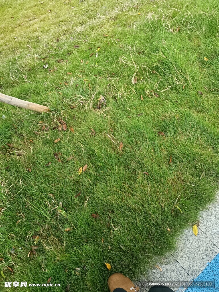 翠绿草坪近景