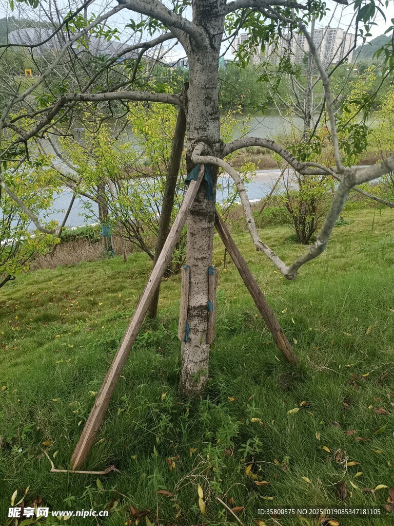 野外树木支撑保护场景