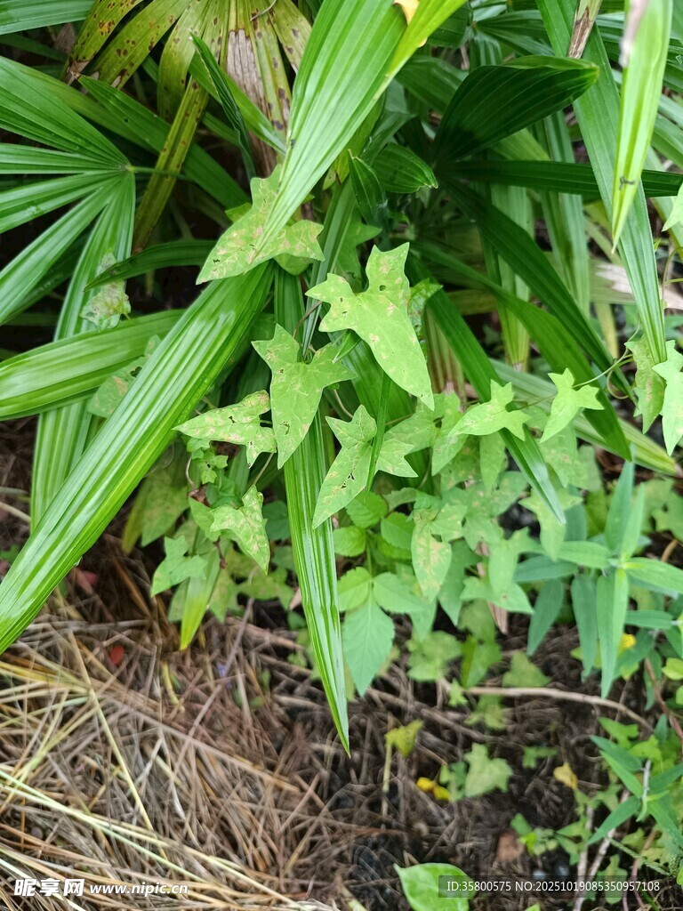 绿叶丛生的地面植物景观