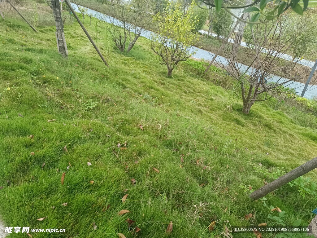 春日草地旁的树木风景