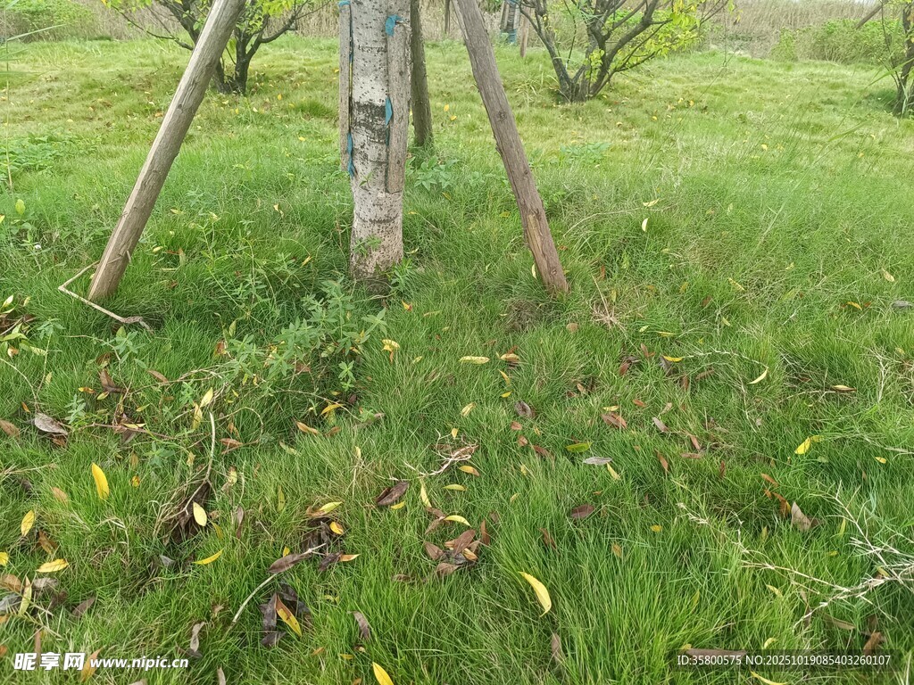 绿意盎然的草地与树木