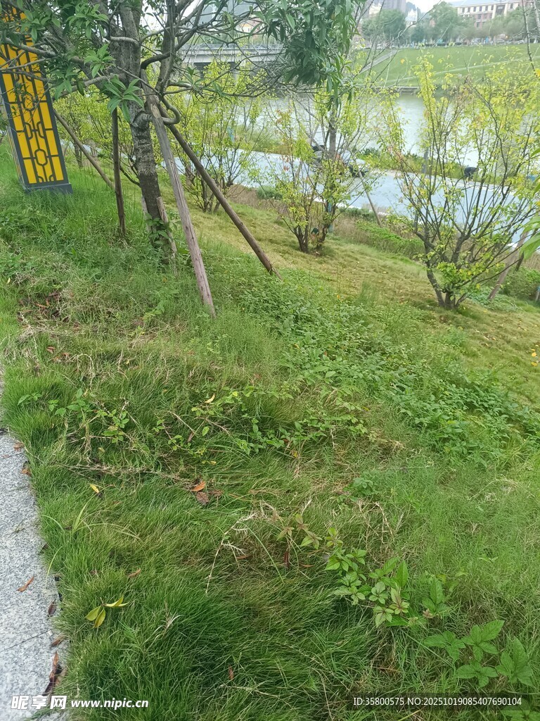 湖畔绿意盎然的自然景致