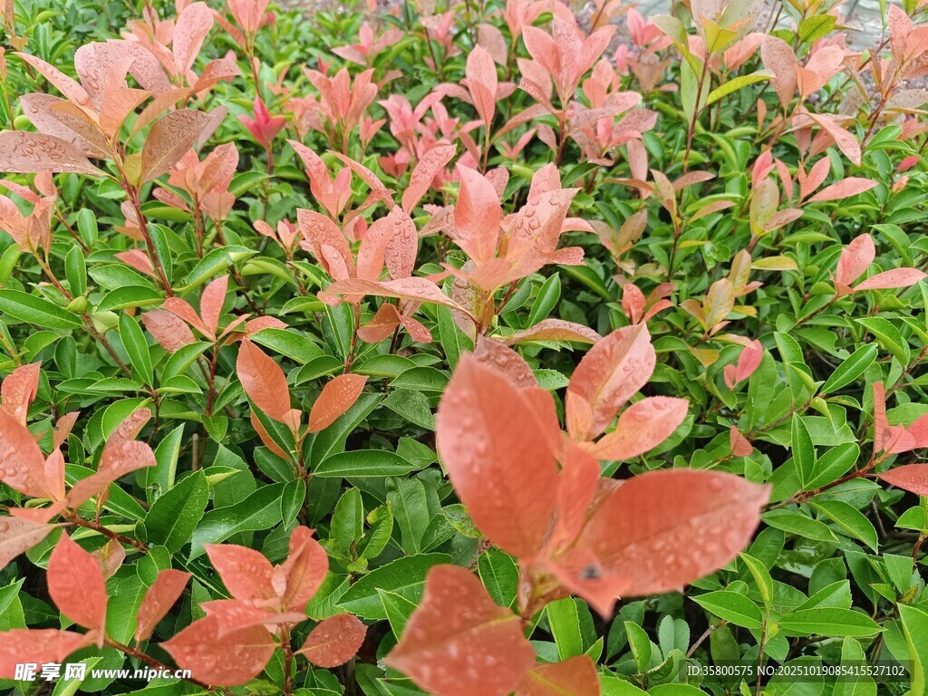 红叶绿植相映成趣