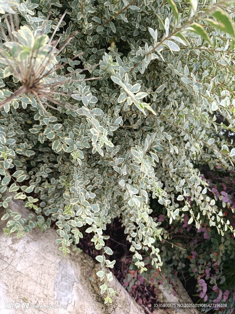 灰绿色蕨类植物附于岩石