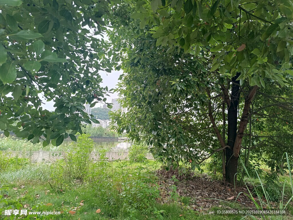 林间草地自然景致