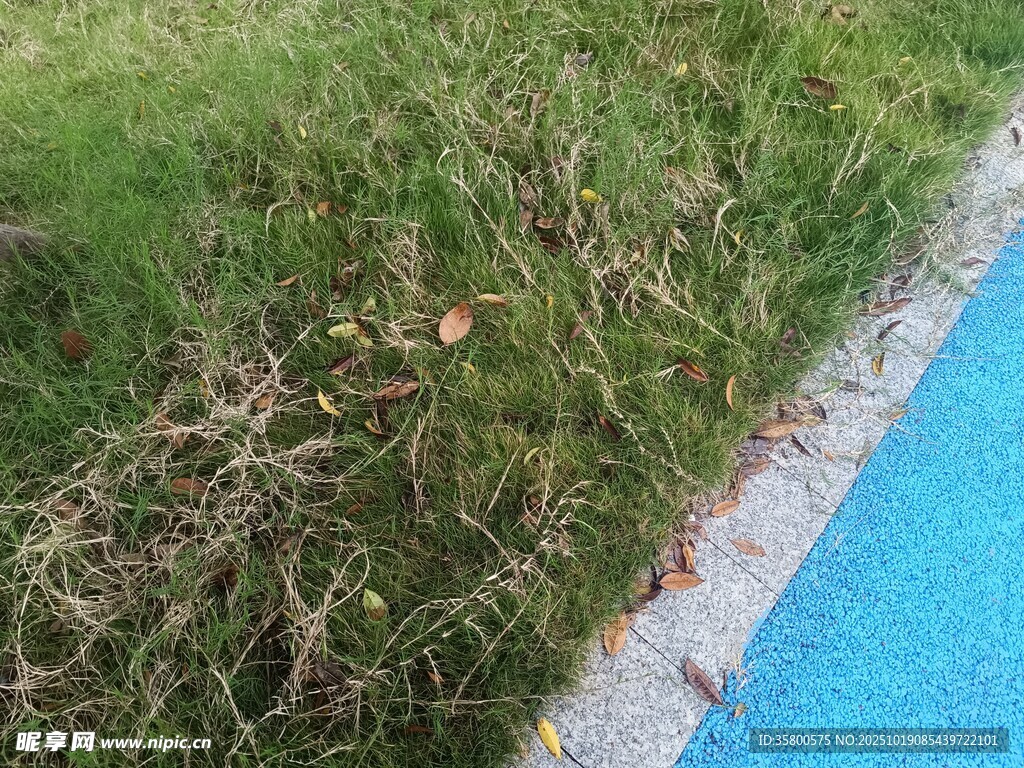 路边蓝道旁的绿色草地