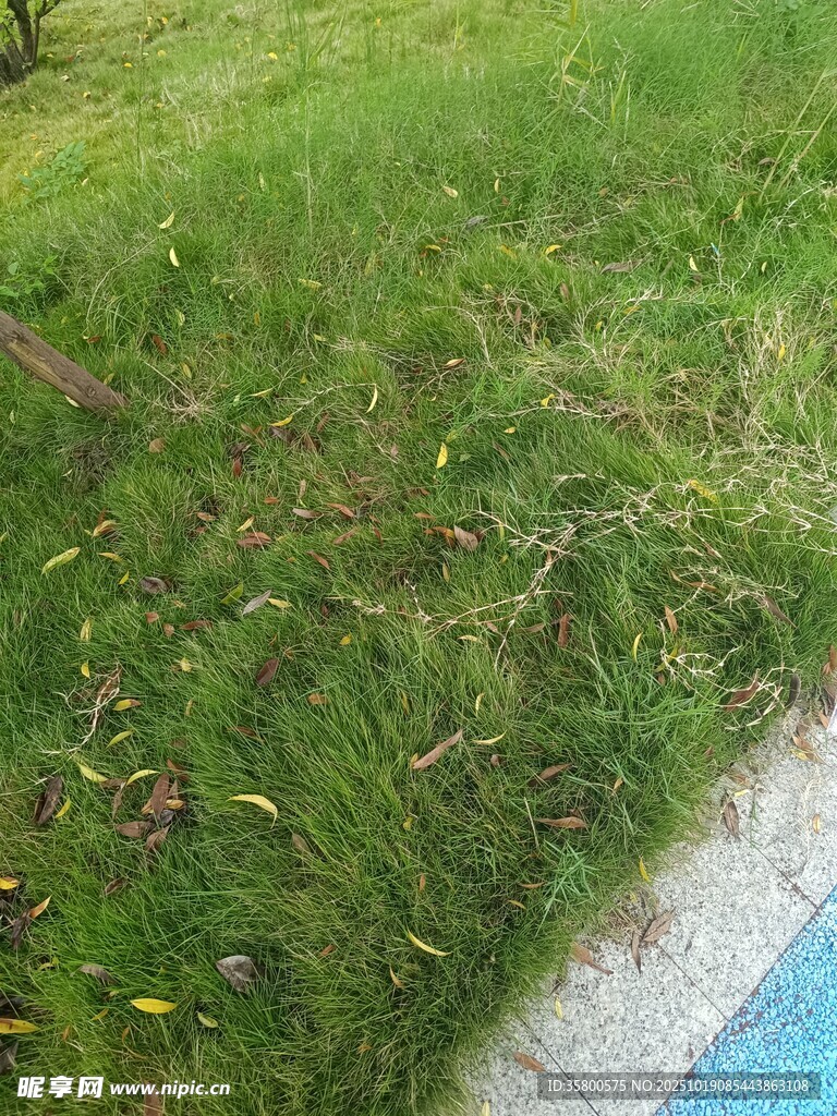 户外草地旁的蓝色区域